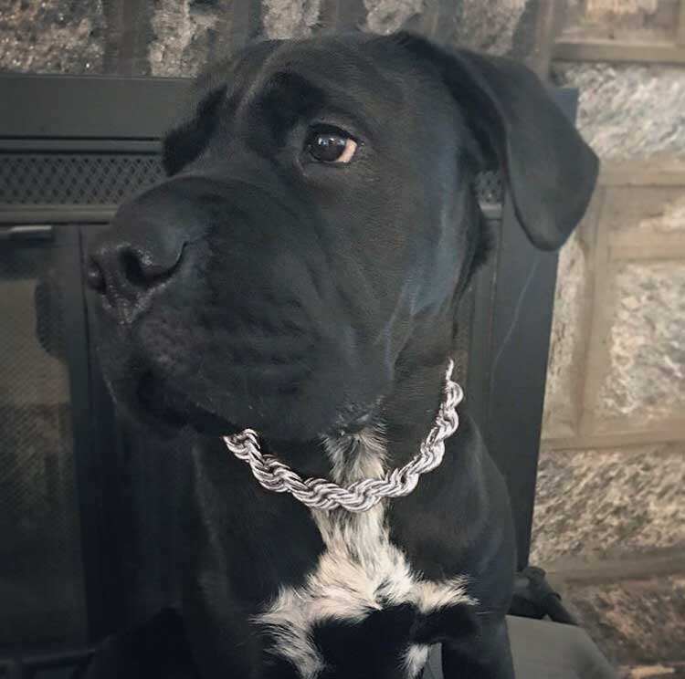 Rope Chain Dog Collar "The Dookie" in Silver - Image 5