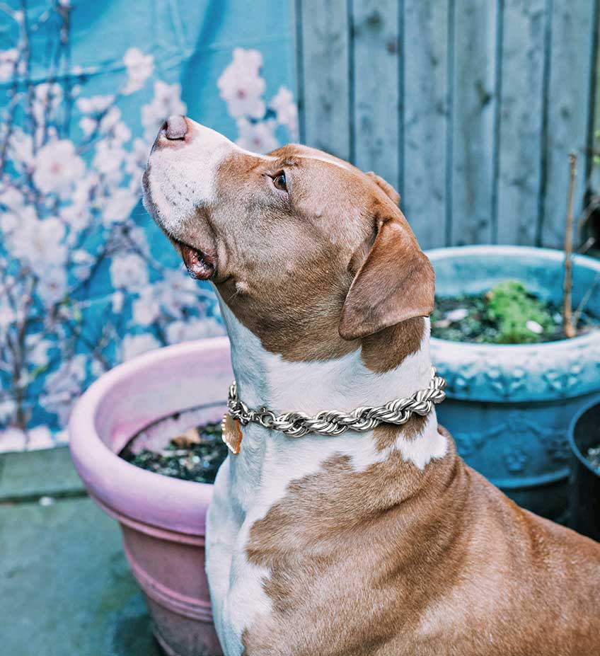 Rope Chain Dog Collar "The Dookie" in Silver - Image 7