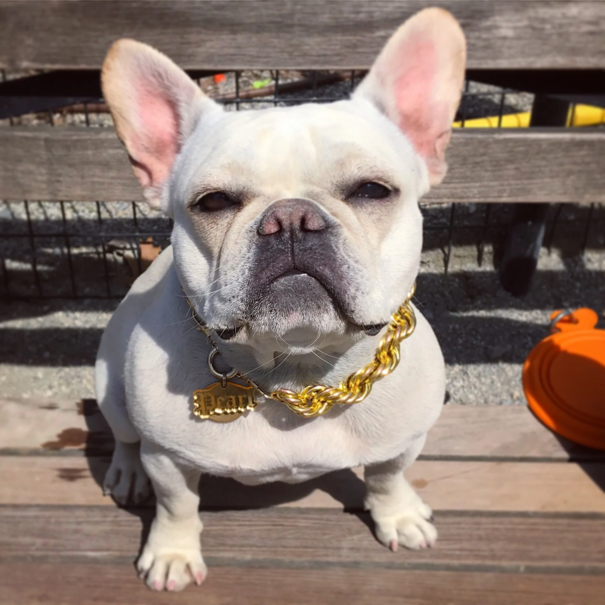 Rope Chain Dog Collar "The Dookie" - Image 10