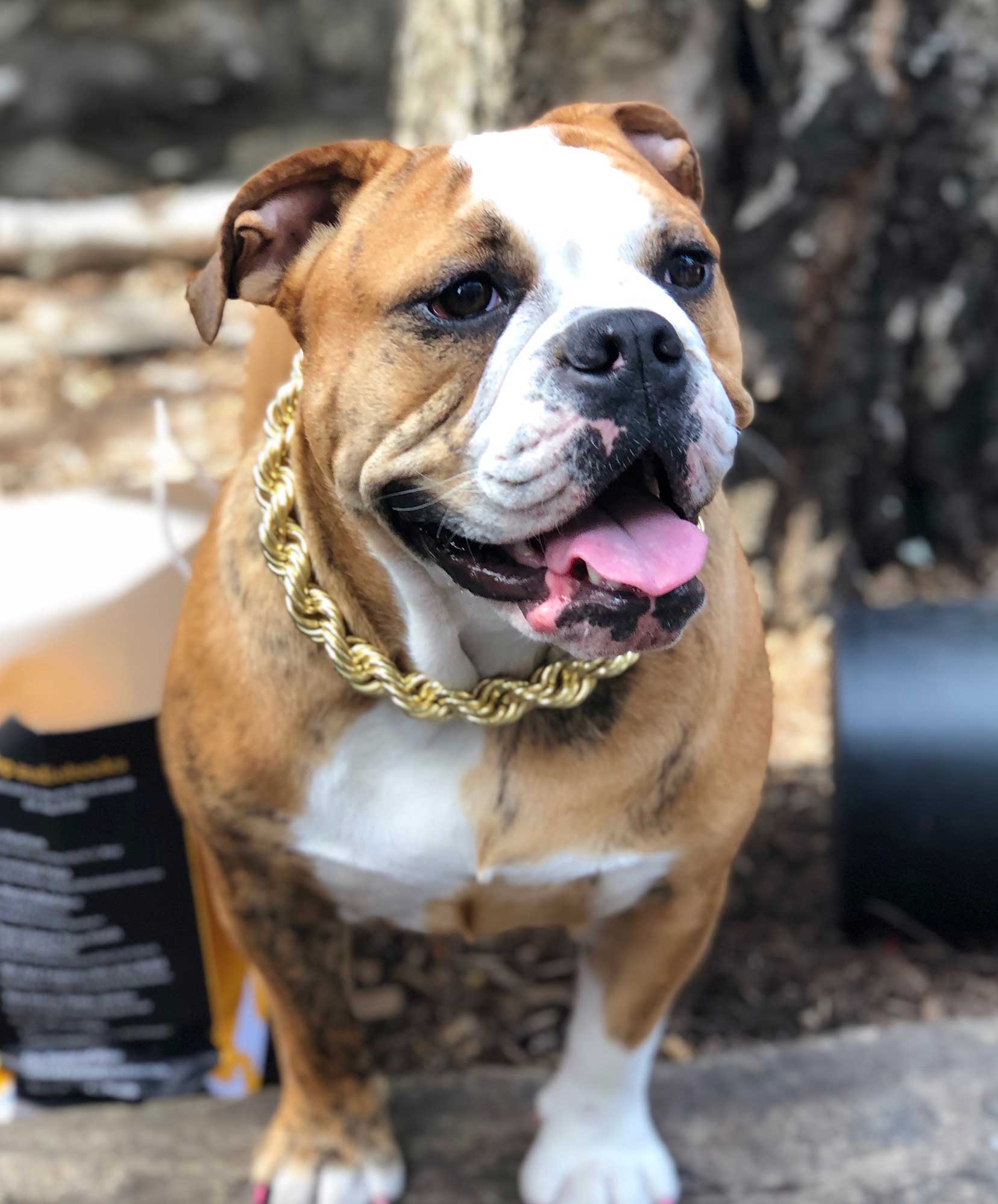 Rope Chain Dog Collar "The Dookie" - Image 11