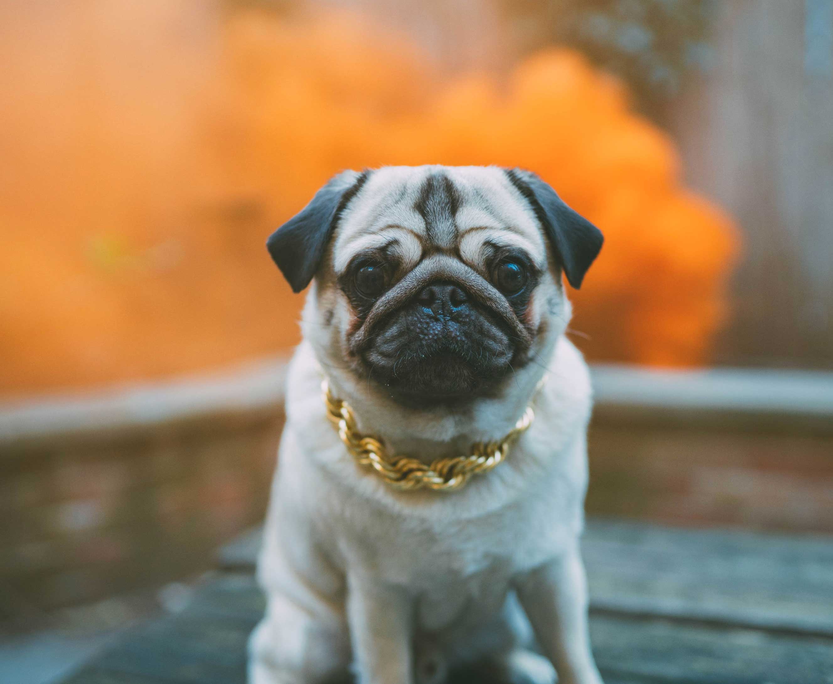 Rope Chain Dog Collar "The Dookie" - Image 13