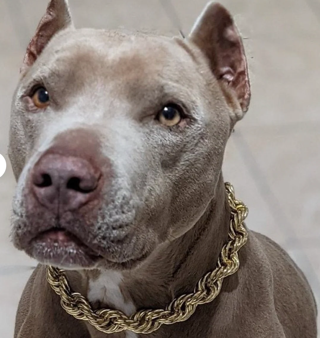 Rope Chain Dog Collar "The Dookie" - Image 14