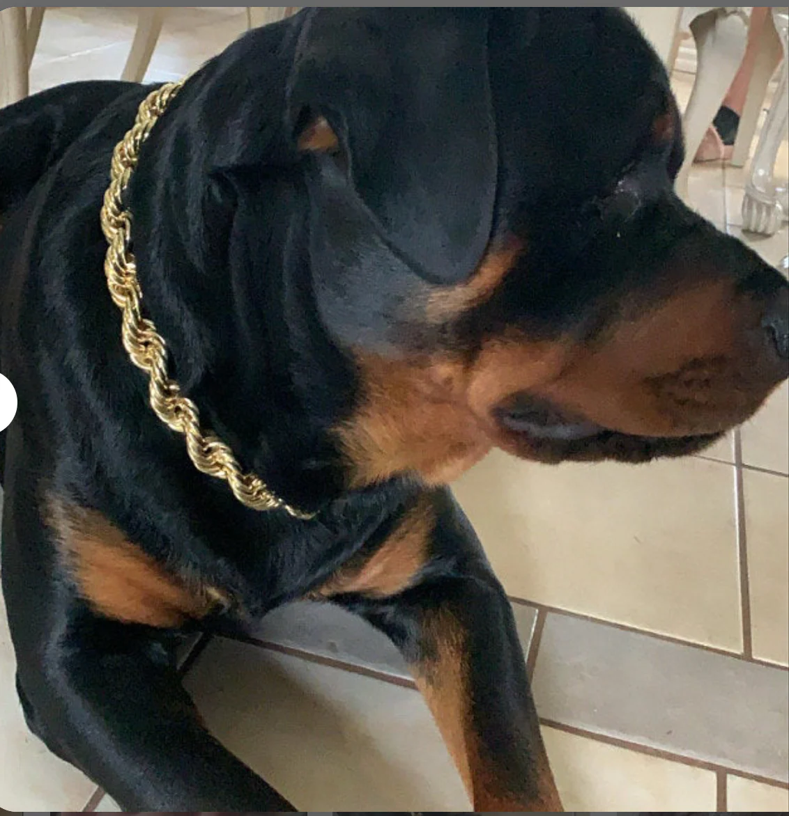 Rope Chain Dog Collar "The Dookie" - Image 15