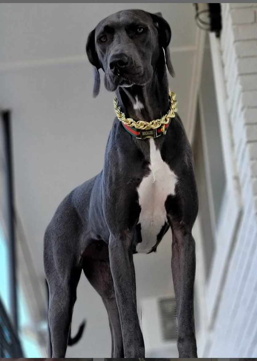 Rope Chain Dog Collar "The Dookie" - Image 16