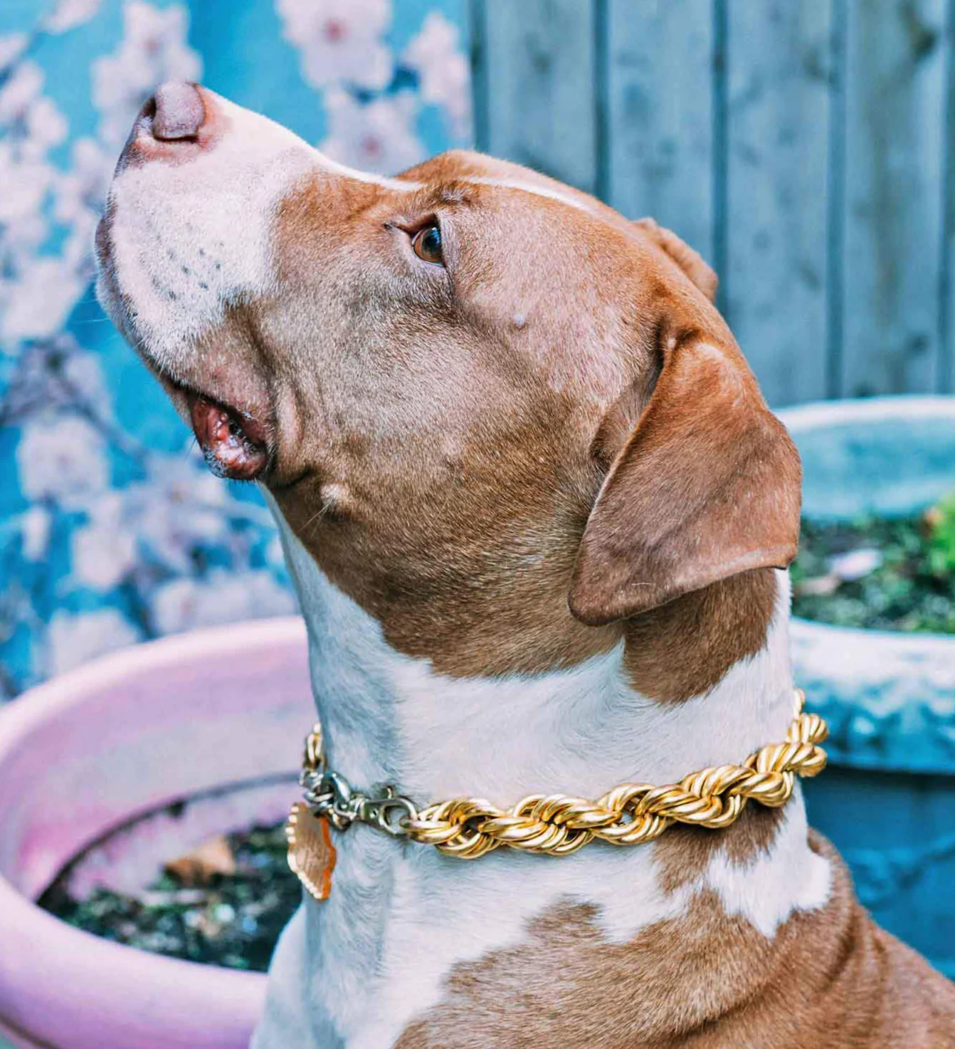 Rope Chain Dog Collar "The Dookie" - Image 5