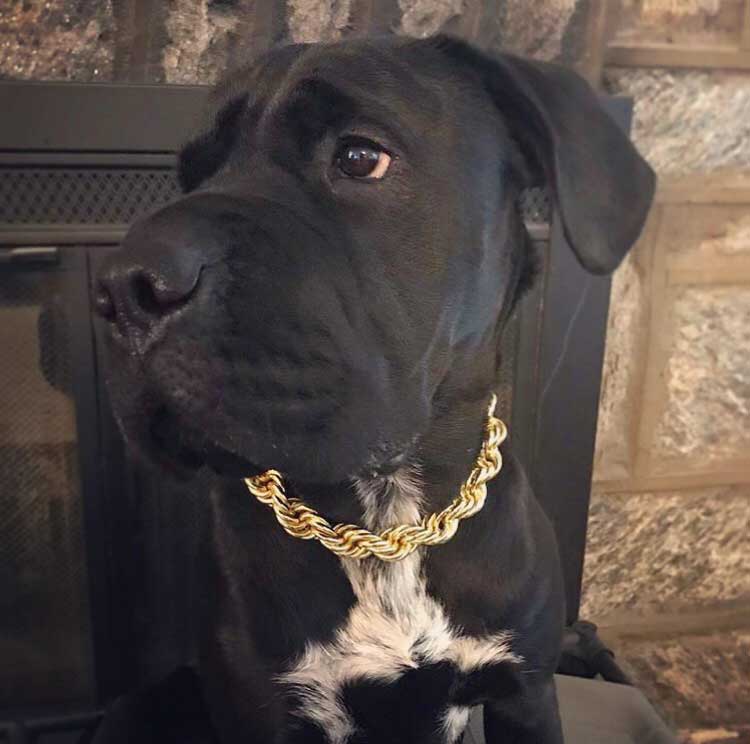 Rope Chain Dog Collar "The Dookie" - Image 7