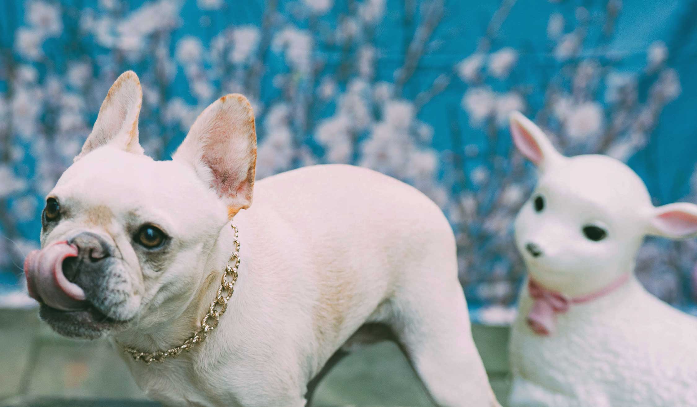 Dog Collar "The Patsy Cline" - Image 5