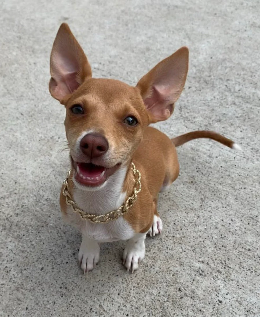 Dog Collar "The Patsy Cline" - Image 6